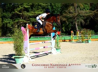 Other Breeds Mix, Gelding, 6 years, 14.2 hh, Bay