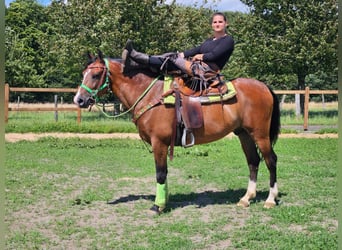 Other Breeds, Gelding, 6 years, 14.2 hh, Brown