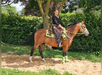 Other Breeds, Gelding, 6 years, 14.2 hh, Brown