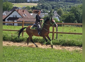 Other Breeds, Gelding, 6 years, 14.2 hh, Brown