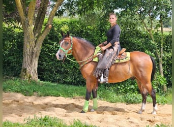 Other Breeds, Gelding, 6 years, 14.2 hh, Brown