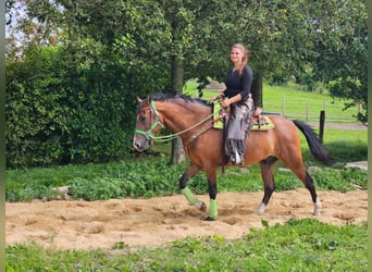 Other Breeds, Gelding, 6 years, 14.2 hh, Brown