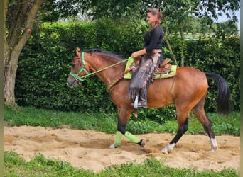 Other Breeds, Gelding, 6 years, 14.2 hh, Brown