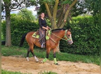 Other Breeds, Gelding, 6 years, 14.2 hh, Brown