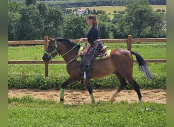 Other Breeds, Gelding, 6 years, 14.2 hh, Brown