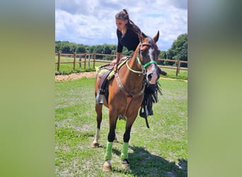 Other Breeds, Gelding, 6 years, 14.2 hh, Brown