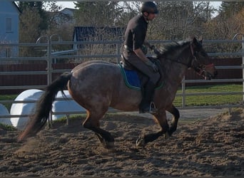 Other Breeds, Gelding, 6 years, 14.2 hh, Grey-Red-Tan