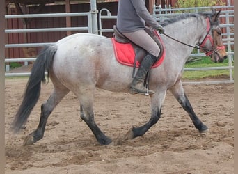 Other Breeds, Gelding, 6 years, 14.2 hh, Grey-Red-Tan