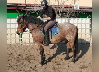 Other Breeds, Gelding, 6 years, 14.2 hh, Grey-Red-Tan