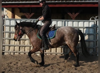Other Breeds, Gelding, 6 years, 14.2 hh, Roan-Red