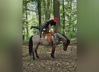 Other Breeds, Gelding, 6 years, 14.3 hh, Brown Falb mold