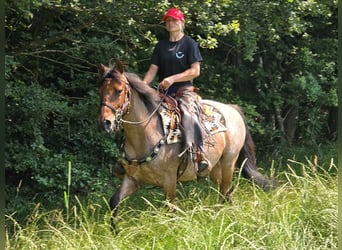 Other Breeds, Gelding, 6 years, 14.3 hh, Brown Falb mold