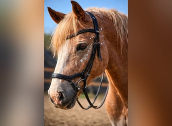 Other Breeds Mix, Gelding, 6 years, 14.3 hh, Palomino