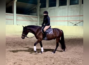 Other Breeds Mix, Gelding, 6 years, 14 hh, Bay-Dark