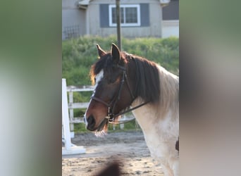 Other Breeds Mix, Gelding, 6 years, 14 hh, Pinto