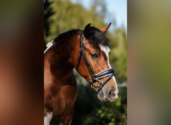 Other Breeds Mix, Gelding, 6 years, 14 hh, Pinto