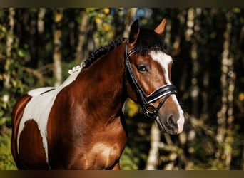 Other Breeds Mix, Gelding, 6 years, 14 hh, Pinto