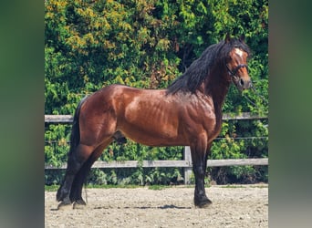 Other Breeds, Gelding, 6 years, 14,1 hh, Brown