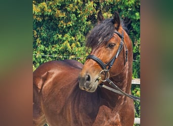 Other Breeds, Gelding, 6 years, 14,1 hh, Brown