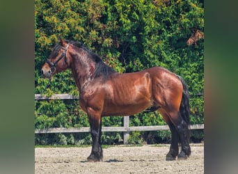 Other Breeds, Gelding, 6 years, 14,1 hh, Brown