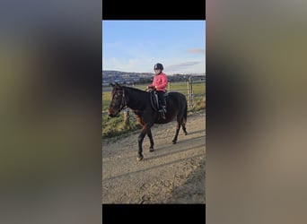 Other Breeds, Gelding, 6 years, 14,2 hh, Bay-Dark