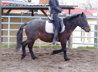 Other Breeds Mix, Gelding, 6 years, 14,2 hh, Brown Falb mold