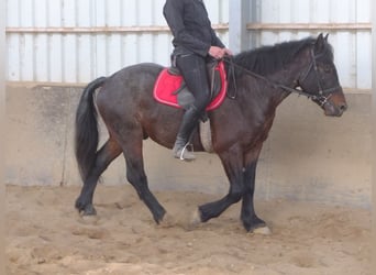 Other Breeds Mix, Gelding, 6 years, 14,2 hh, Brown Falb mold