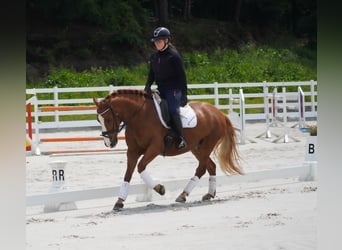 Other Breeds, Gelding, 6 years, 14,2 hh, Chestnut-Red