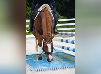 Other Breeds, Gelding, 6 years, 14,2 hh, Chestnut-Red