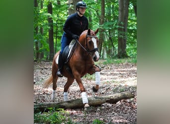 Other Breeds, Gelding, 6 years, 14,2 hh, Chestnut-Red