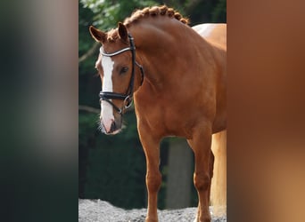 Other Breeds, Gelding, 6 years, 14,2 hh, Chestnut-Red