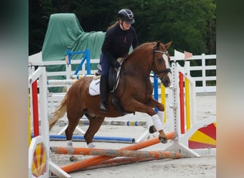 Other Breeds, Gelding, 6 years, 14,2 hh, Chestnut-Red