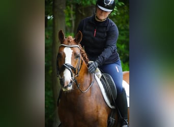 Other Breeds, Gelding, 6 years, 14,2 hh, Chestnut-Red