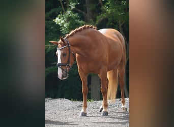 Other Breeds, Gelding, 6 years, 14,2 hh, Chestnut-Red