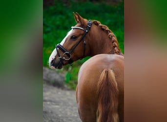 Other Breeds, Gelding, 6 years, 14,2 hh, Chestnut-Red