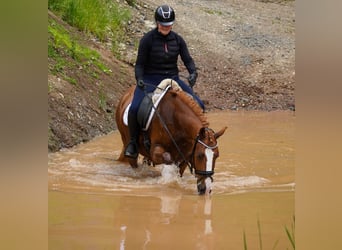 Other Breeds, Gelding, 6 years, 14,2 hh, Chestnut-Red