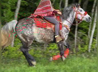 Other Breeds, Gelding, 6 years, 14,2 hh, Gray-Dapple