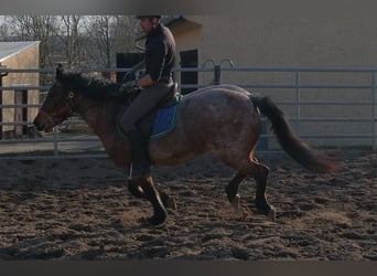 Other Breeds, Gelding, 6 years, 14,2 hh, Grey-Red-Tan