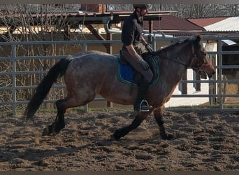 Other Breeds, Gelding, 6 years, 14,2 hh, Grey-Red-Tan