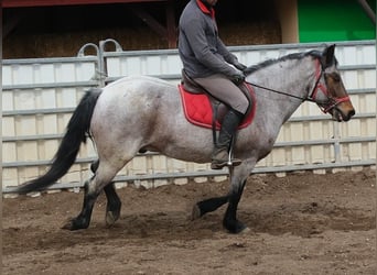 Other Breeds, Gelding, 6 years, 14,2 hh, Grey-Red-Tan