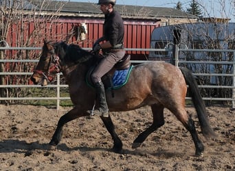 Other Breeds, Gelding, 6 years, 14,2 hh, Grey-Red-Tan