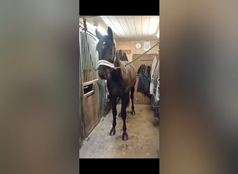 Other Breeds, Gelding, 6 years, 15.1 hh, Black