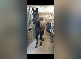 Other Breeds, Gelding, 6 years, 15.1 hh, Black