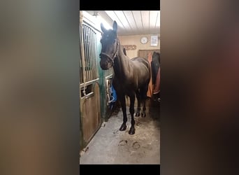 Other Breeds, Gelding, 6 years, 15,1 hh, Black