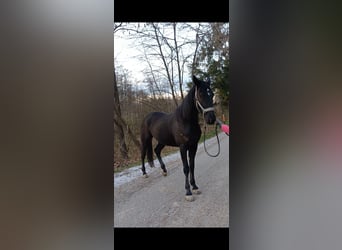 Other Breeds, Gelding, 6 years, 15,1 hh, Black