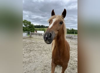 Other Breeds Mix, Gelding, 6 years, 15,1 hh, Chestnut-Red