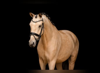 Other Breeds, Gelding, 6 years, 15.1 hh