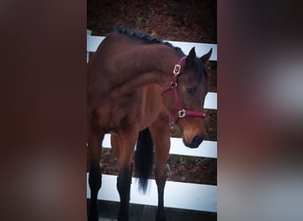 Other Breeds, Gelding, 6 years, 15.2 hh, Brown