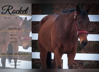 Other Breeds, Gelding, 6 years, 15.2 hh, Brown