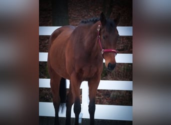 Other Breeds, Gelding, 6 years, 15.2 hh, Brown